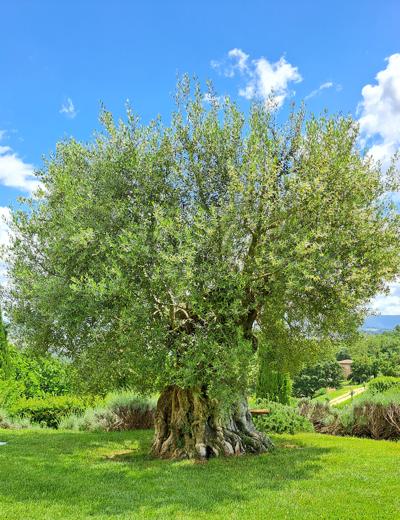 Jahrhunderte alter Olivenbaum in Umbrien