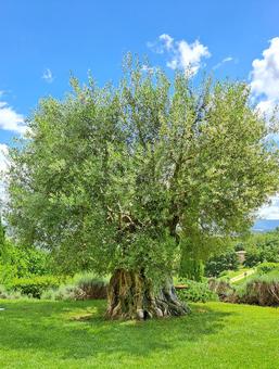 Jahrhunderte Jahre alter Olivenbaum in Umbrien