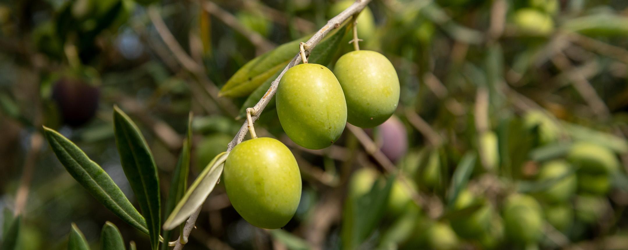 Oliven 2021 sizilien olio costa olivenoel