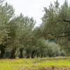 Thumbnail olivenhain noe olivenoel sizilien olio costa