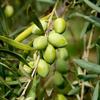 Thumbnail oliven noe olivenoel olio costa sizilien
