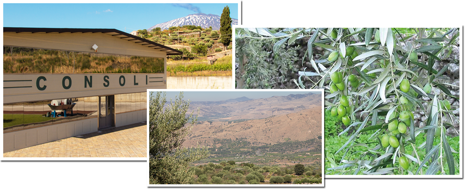 Oleificio consoli